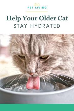 a cat drinking water from a bowl with the caption help your older cat stay hydrated