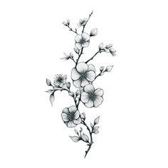 a branch with flowers and leaves drawn in ink on paper, isolated against a white background