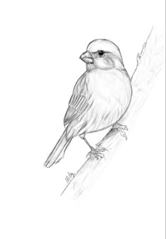 a pencil drawing of a bird sitting on a branch