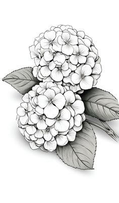 some white flowers with green leaves on the top and one flower in the bottom corner