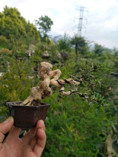 a person holding up a small potted plant in front of some trees and bushes