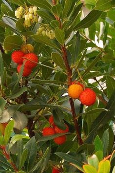 berries growing on the branches of a tree