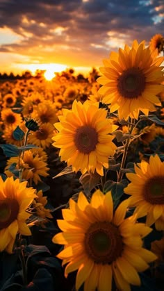 sunflowers are blooming in the field as the sun goes down on them