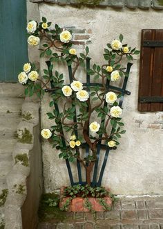 there is a fake tree with white flowers in the potted planter on the side of the building