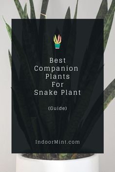 the best companion plants for snake plant guide