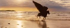 a bird is flying over the water at sunset on the beach with its wings spread out