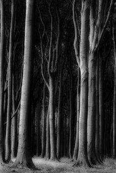 black and white photograph of trees in the woods