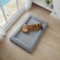 a brown dog laying on top of a gray bed in front of a large window