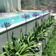 blue flowers line the edge of a swimming pool