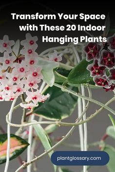 Adding hanging plants to your indoor space is a fantastic way to incorporate greenery and enhance your decor. This article presents the top 20 indoor hanging plants that are perfect for creating a lush, vibrant atmosphere. Explore a variety of plants that are easy to care for and ideal for hanging baskets. Whether you're looking to fill a sunny window or a shady corner, these plants will elevate your interior design and bring the beauty of nature indoors.