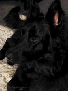 a large black dog laying on top of a bed