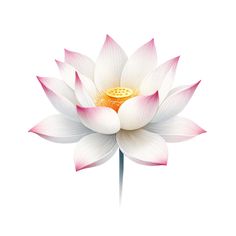 a white and pink lotus flower on a white background