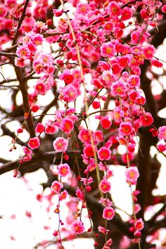 pink flowers are growing on the branches of a tree