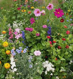 a garden filled with lots of different colored flowers