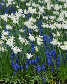 white and blue flowers are growing in the grass