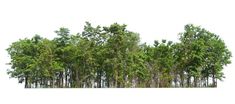 a group of trees that are next to each other on a white background with no people in it