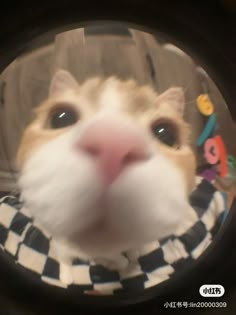 an orange and white cat wearing a checkered scarf looking through a round hole in the wall