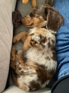 Miniture longhaired dachshund Long Hair Dapple Miniature Dachshund, Longhair Dachshund Puppy, Long-haired Daschund, Dashhound Puppy Longhair, Longhair Miniature Dachshund, Long Hair Daschund Puppies, Dashaund Dogs, Daschund Long Haired