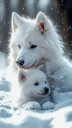 two white dogs are laying in the snow with their head on another dog's shoulder