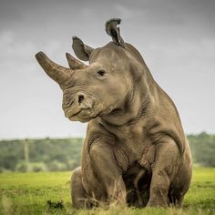 a rhinoceros standing on its hind legs in the grass