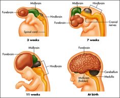 the different parts of the human body are labeled in this diagram, including the brain and cerebratorys