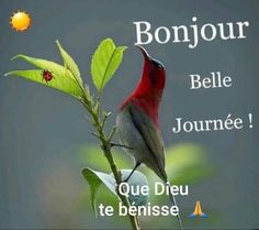 a red bird sitting on top of a green leafy branch with the words bonjou below it