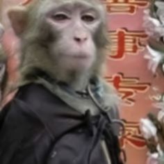 a monkey is standing in front of a wall with chinese characters on it's back