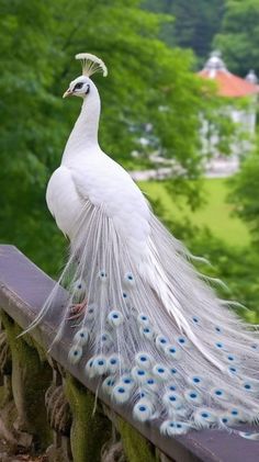 Albino Peacock, Peacock Images, Peacock Photos, Peacock Pictures, Albino Animals, White Peacock, Most Beautiful Birds, Pretty Animals, Jolie Photo