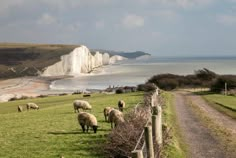 Beachy Head, The Seven Sisters, White Cliffs, Sea Cliff, Sussex England, The Cliff, White Chalk, Seaside Towns, East Sussex