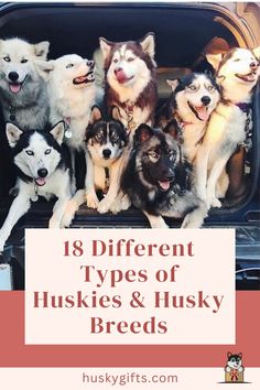 18 Different Types of Huskies & Husky Breeds Sakhalin Husky, Husky Aesthetic, Japanese Spitz Dog, Mini Huskies, Husky Colors, Miniature Husky, Greenland Dog, White Siberian Husky, Cute Husky Puppies