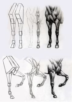 four different types of horse legs and feet, all drawn in pencil on white paper