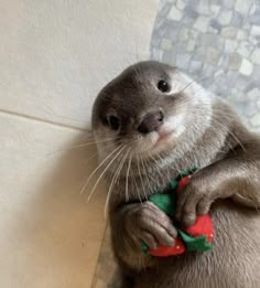 an otter is wearing a green and red collar