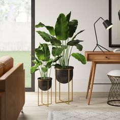 a living room filled with furniture and a large plant in a pot on top of a wooden table