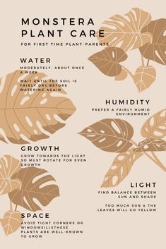 a poster with some plants on it and the words monstera plant care written below