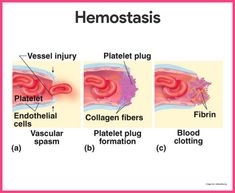 the stages of hemostais in an ear and throat, with their corresponding parts labeled