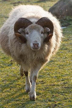 a ram with large horns walking through the grass