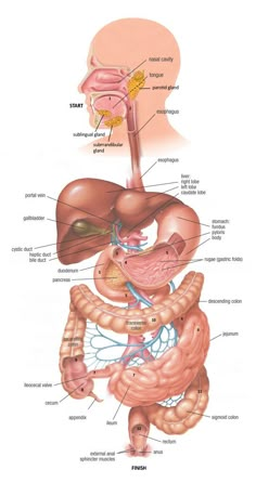 the anatomy of the human digest with labels on it and an image of the stomach