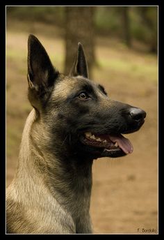 a close up of a dog with trees in the back ground and dirt behind it