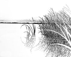 a black and white drawing of some grass in the water