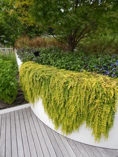 an outdoor garden with lots of green plants and flowers on the wall, along with wooden decking