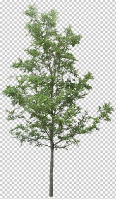 a tree with no leaves on it in front of a white background png clipart