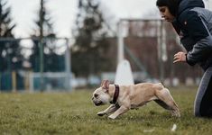 a dog running in the grass with a person watching it from behind him and his head tilted to the ground