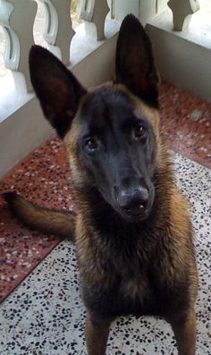 a brown and black dog sitting on top of a tile floor next to a window