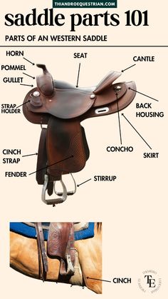 the parts of a saddle for horses and how to use them in their riding gear