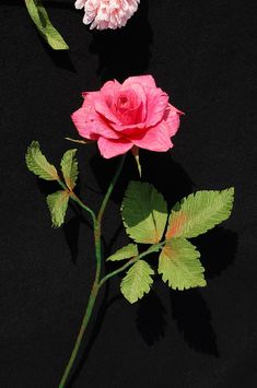 two pink flowers with green leaves on a black background