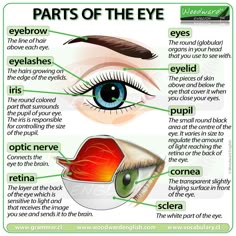 the parts of an eye and how to use it