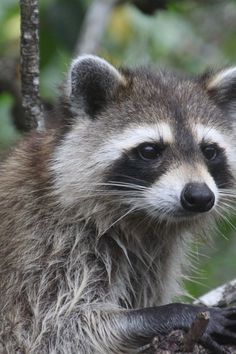 a raccoon sitting on top of a tree branch