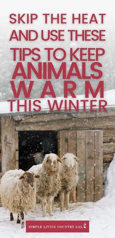 two sheep standing next to each other in front of a building with snow on the ground