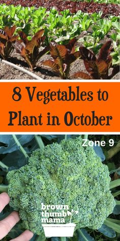 broccoli and lettuce growing in the garden with text that reads 8 vegetables to plant in october