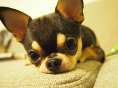 a small dog laying on top of a couch